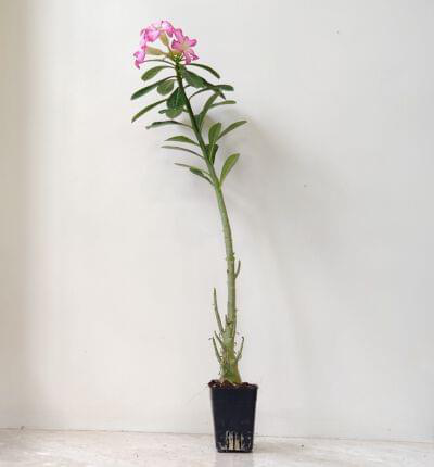 Adenium Flower Plant 8.5 cm pot — buy online from Savita Rose Nursery, Mumbai