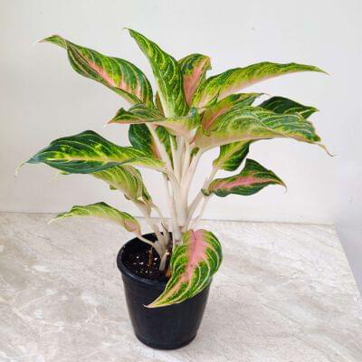 Aglaonema Pink Panama 12 cm pot — buy online from Savita Rose Nursery, Mumbai