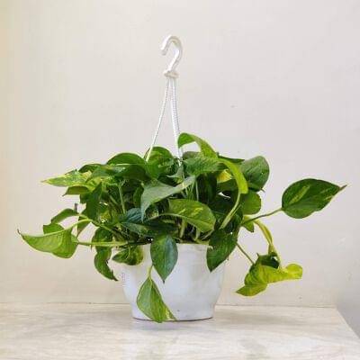 Green Plain Money Plant Hanging 20 cm pot — buy online from Savita Rose Nursery, Mumbai
