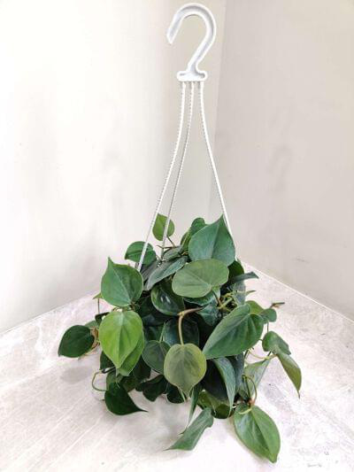 Oxy cardium Green 15 cm Hanging — buy online from Savita Rose Nursery, Mumbai