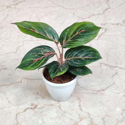 Aglaonema Red Emerald Plants 7 cm pot — buy online from Savita Rose Nursery, Mumbai