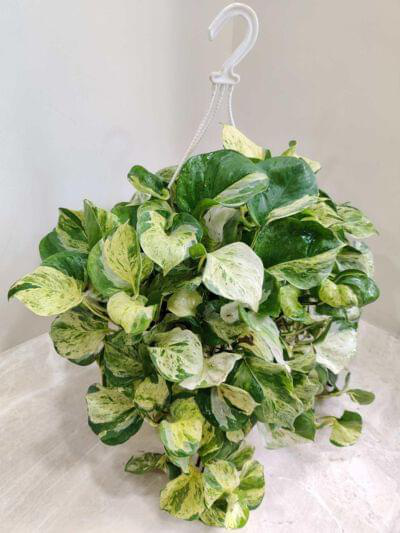 Marble Money Plant Hanging 20 cm pot — buy online from Savita Rose Nursery, Mumbai