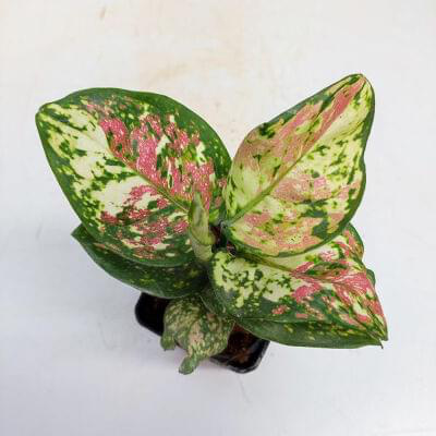 Aglaonema Tricolor 7 cm pot — buy online from Savita Rose Nursery, Mumbai