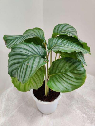 Calathea Orbifolia 12 cm pot — buy online from Savita Rose Nursery, Mumbai