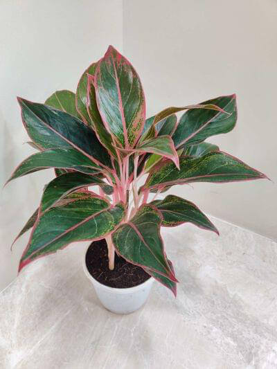 Aglaonema Lipstick 12 cm pot — buy online from Savita Rose Nursery, Mumbai