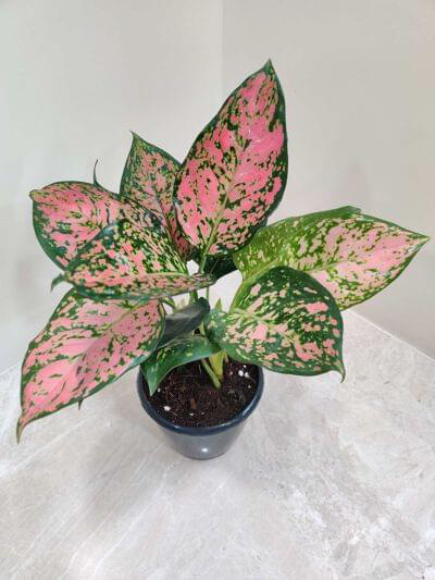 Aglaonema Anjuman 12 cm pot — buy online from Savita Rose Nursery, Mumbai
