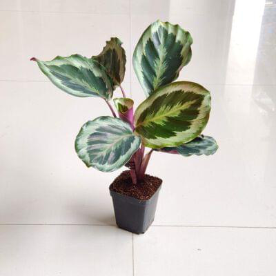 Calathea Roseopicta Marion 7 cm pot — buy online from Savita Rose Nursery, Mumbai