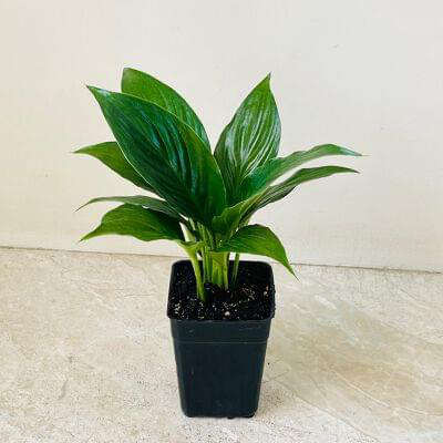 Spathiphyllum Crown Plant 8.5 cm pot — buy online from Savita Rose Nursery, Mumbai