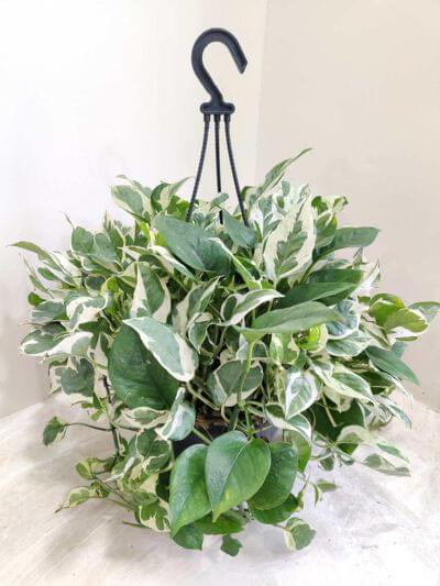 Moneyplant Scindapsus Njoy Hanging 20 cm pot — buy online from Savita Rose Nursery, Mumbai