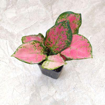 Aglaonema Pink Beauty 7 cm pot — buy online from Savita Rose Nursery, Mumbai