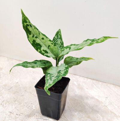 Aglaonema pictum Tricolor 7 cm pot — buy online from Savita Rose Nursery, Mumbai