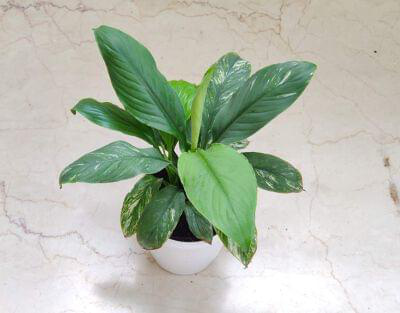 Spathiphyllum Jessica Plant 12 cm pot — buy online from Savita Rose Nursery, Mumbai