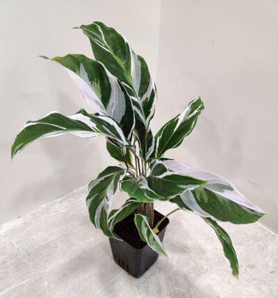 Calathea White Fusion 7 cm pot — buy online from Savita Rose Nursery, Mumbai