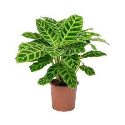 Calathea Zebrina 12 cm pot — buy online from Savita Rose Nursery, Mumbai