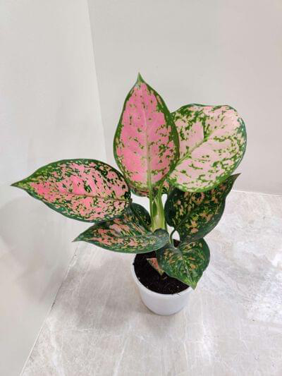 Aglaonema Anjuman 10 cm pot — buy online from Savita Rose Nursery, Mumbai