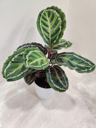 Calathea Illustrious 12 cm pot — buy online from Savita Rose Nursery, Mumbai
