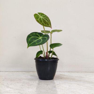Anthurium Clarinervium Plant 8.5 cm pot — buy online from Savita Rose Nursery, Mumbai
