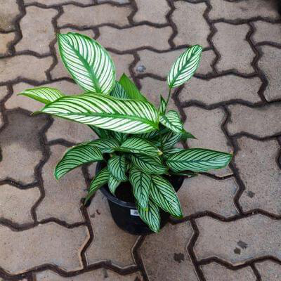 Calathea Vittata 18 cm pot — buy online from Savita Rose Nursery, Mumbai