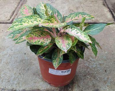 Aglaonema Fireworks 17 cm pot — buy online from Savita Rose Nursery, Mumbai