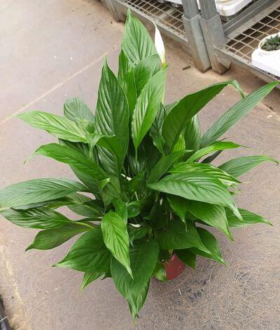 Spathiphyllum 12 cm pot — buy online from Savita Rose Nursery, Mumbai