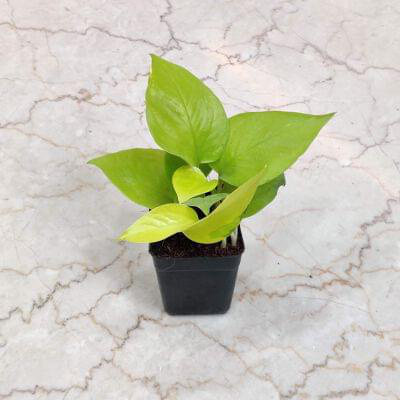 Golden Money Plant 8.5 cm pot — buy online from Savita Rose Nursery, Mumbai