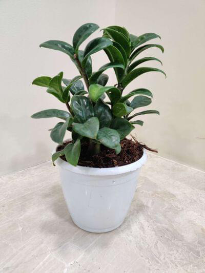 Zamioculcas Zamiifolia Zenzi or Dwarf ZZ Plant 12 cm pot — buy online from Savita Rose Nursery, Mumbai