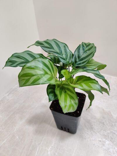 Calathea Freddie 7 cm pot — buy online from Savita Rose Nursery, Mumbai