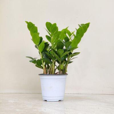 Zamioculcas zamiifolia Midori 12 cm pot — buy online from Savita Rose Nursery, Mumbai