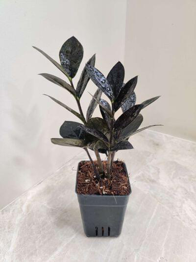 Zamioculcas zamiifolia Black 7 cm pot — buy online from Savita Rose Nursery, Mumbai