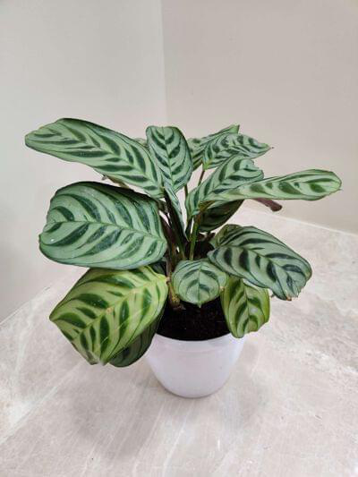 Calathea Burle-Marxii 12 cm pot — buy online from Savita Rose Nursery, Mumbai