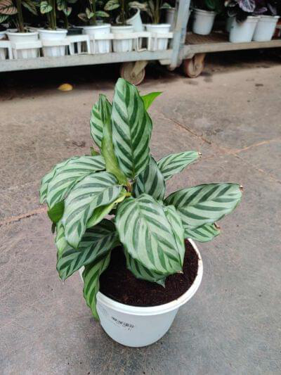 Calathea Freddie 18 cm pot — buy online from Savita Rose Nursery, Mumbai