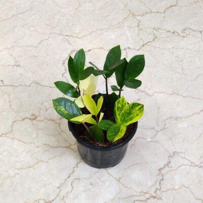 Zamioculcas Zamiifolia variegated 12 cm pot — buy online from Savita Rose Nursery, Mumbai