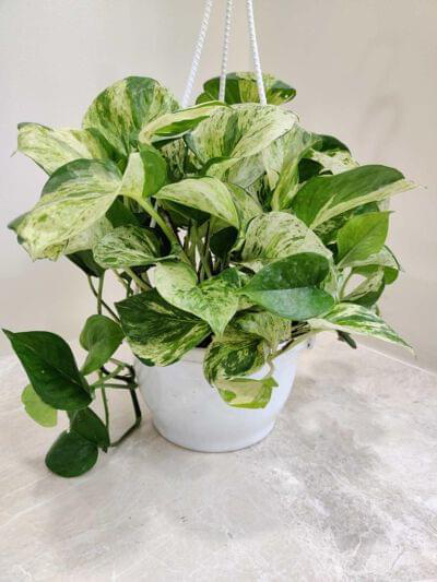 Marble Money Plant Hanging Plant 15 cm pot — buy online from Savita Rose Nursery, Mumbai