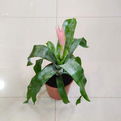 Guzmania plants 15 cm pot — buy online from Savita Rose Nursery, Mumbai