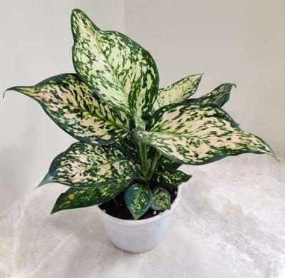 Aglaonema White Anjuman 12 cm pot — buy online from Savita Rose Nursery, Mumbai