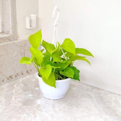 Golden Money Plant Hanging 15 cm pot — buy online from Savita Rose Nursery, Mumbai