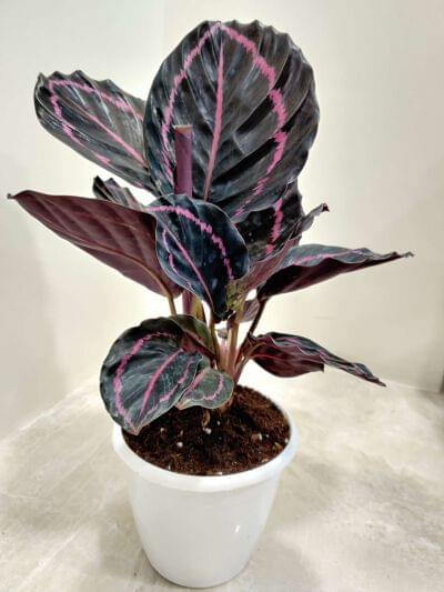 Calathea Dottie 12 cm pot — buy online from Savita Rose Nursery, Mumbai