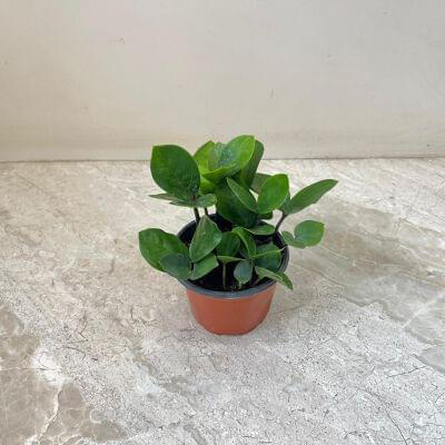 Zamioculcas zamiifolia Midori 7 cm pot — buy online from Savita Rose Nursery, Mumbai