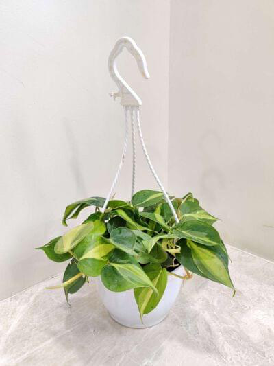 Oxycardium Variegated Golden Hanging Plant 15 cm pot — buy online from Savita Rose Nursery, Mumbai