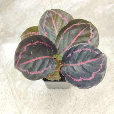 Calathea Dottie 7 cm pot — buy online from Savita Rose Nursery, Mumbai