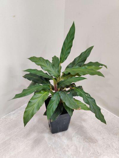 Calathea Rufibarba Green 7cm pot — buy online from Savita Rose Nursery, Mumbai