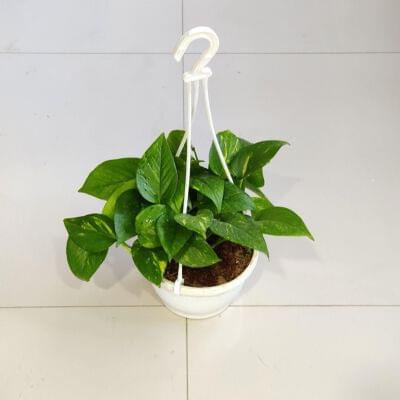Green Plain Money Plant Hanging 17 cm pot — buy online from Savita Rose Nursery, Mumbai