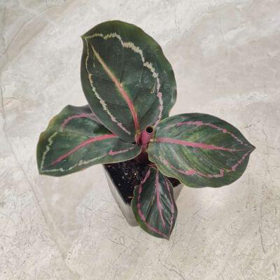 Calathea Illustrious 7 cm pot — buy online from Savita Rose Nursery, Mumbai