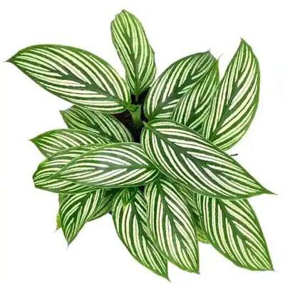 Calathea Vittata 7 cm pot — buy online from Savita Rose Nursery, Mumbai