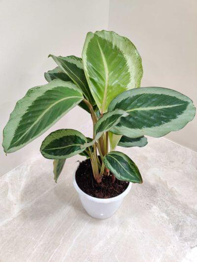 Calathea JF Macbr 12 cm pot — buy online from Savita Rose Nursery, Mumbai