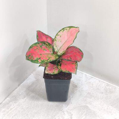 Aglaonema Beauty Plants 7 cm pot — buy online from Savita Rose Nursery, Mumbai