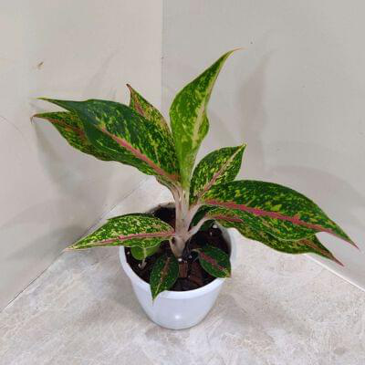 Aglaonema Happiness 12 cm pot — buy online from Savita Rose Nursery, Mumbai