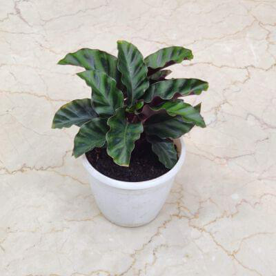 Calathea Gandersii 12 cm pot — buy online from Savita Rose Nursery, Mumbai
