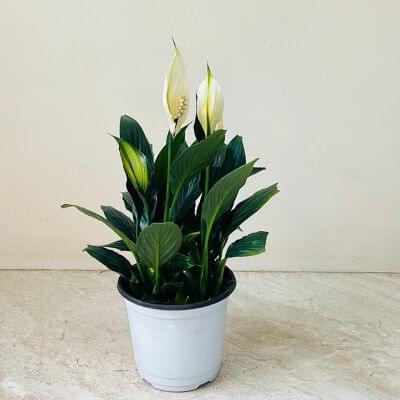 Spathiphyllum Crown 12 cm pot — buy online from Savita Rose Nursery, Mumbai