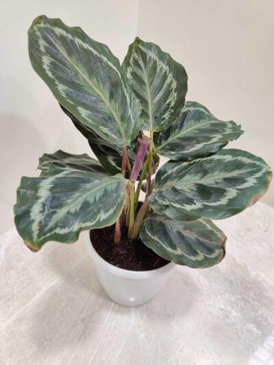 Calathea Roseopicta Medallion 12 cm pot — buy online from Savita Rose Nursery, Mumbai